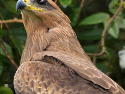 Black Kite Basking