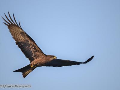 Black Kite Gliding