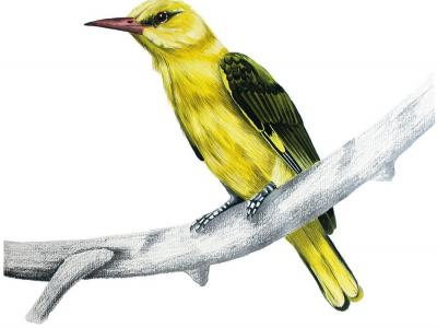 Golden Oriole