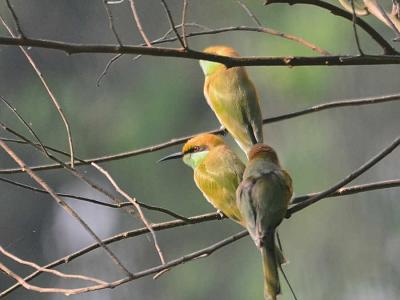 Green Bee-eaters