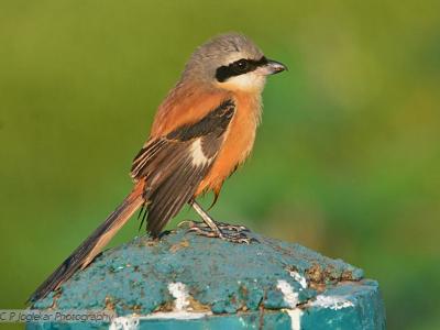 Long-tailed Shirke