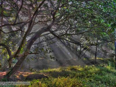 Sunbathed Woods